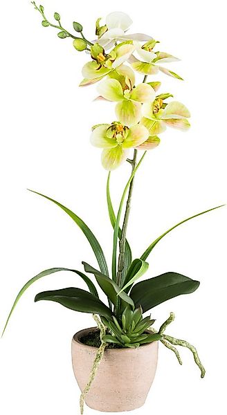 Kunstorchidee Orchidee Phalaenopsis, Creativ green, Höhe 45 cm, mit Sukkule günstig online kaufen