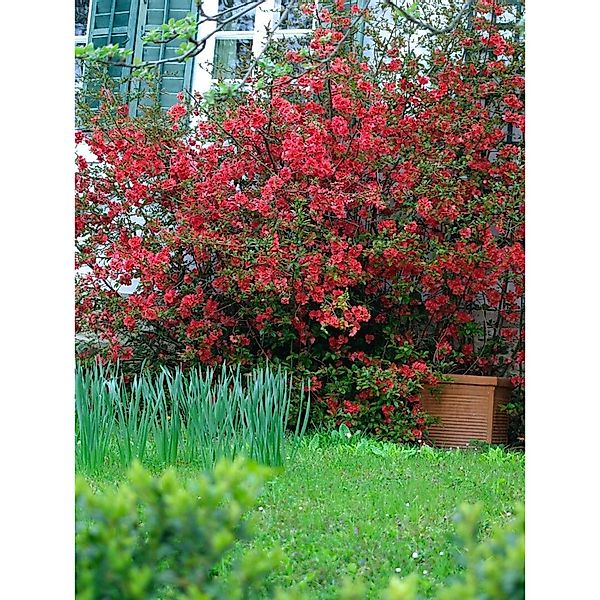Chaenomeles 'Red Joy' Zierquitte 40-60 cm günstig online kaufen