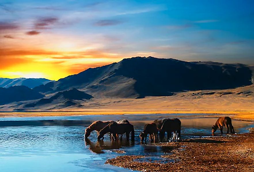 Papermoon Fototapete »Drinking Horses« günstig online kaufen