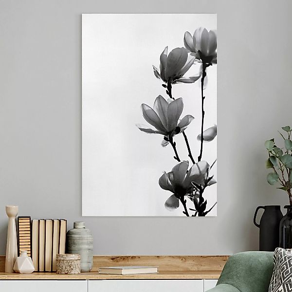Leinwandbild Frühlingsbote Magnolie Schwarz Weiß günstig online kaufen