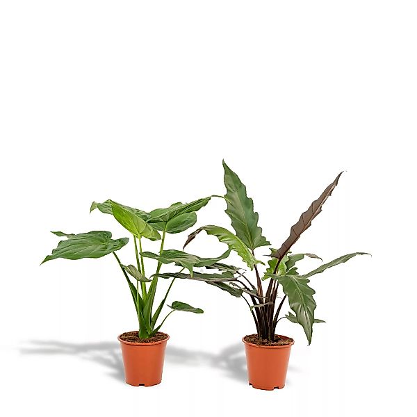 Hello Plants | Set mit 2 Alocasias - Cucullata & Lauterbachiana günstig online kaufen