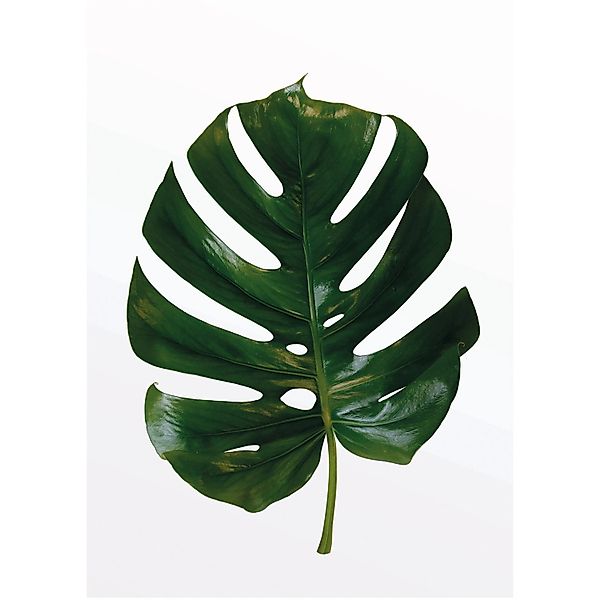 Komar Bild Monstera Leaf, Blätter, Pflanzen günstig online kaufen