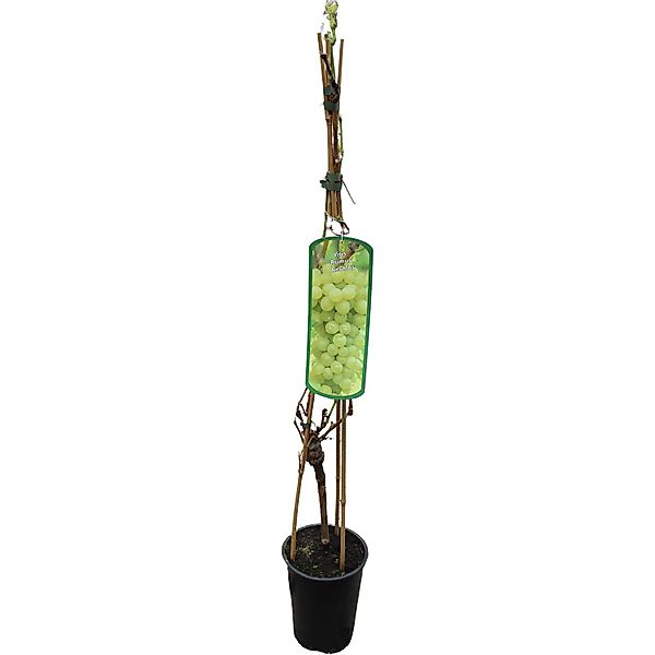 GROW by OBI Weinrebe Primus Gelb H ca. 80 - 100 cm Topf ca. 3 l Vitis vinif günstig online kaufen