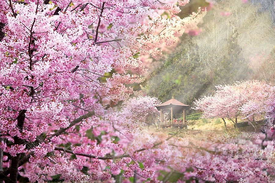 Papermoon Fototapete "Kirschblüten Bäume" günstig online kaufen