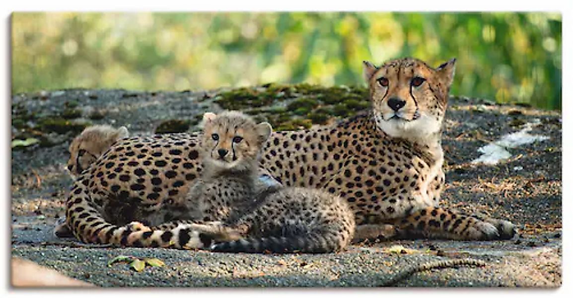 Artland Wandbild »Gepard 2« Wildtiere 1 Stk. tlg. als Leinwandbild, Poster, günstig online kaufen