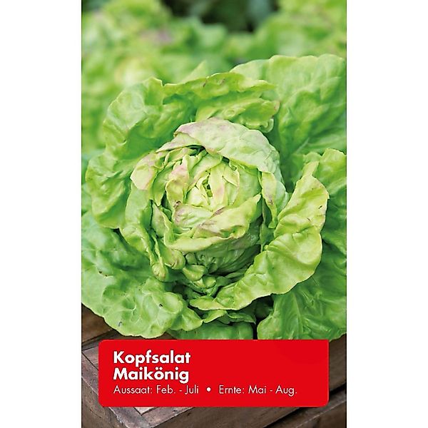 Kopfsalat Maikönig günstig online kaufen