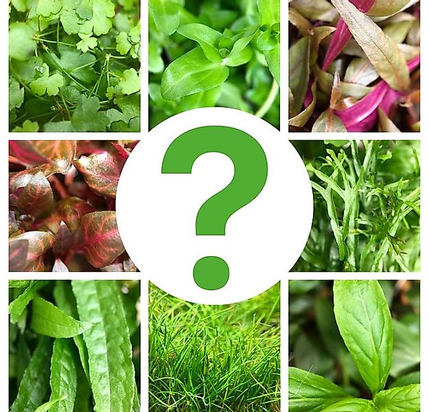 Aquaone Wasserpflanze Spar-Set 3 Aquarium Pflanzen unserer Wahl Nr.133 günstig online kaufen