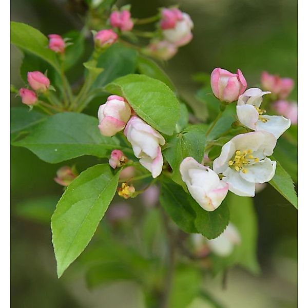 Kleinfruchtiger Zierapfel 100-125cm - Malus toringo günstig online kaufen