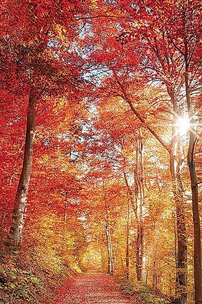 Bönninghoff Leinwandbild, Baumbilder, Bäume, Landschaft, Natur, günstig online kaufen