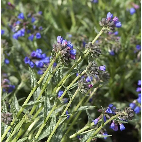 Lungenkraut,ongifolia - Pulmonaria,ongifolia günstig online kaufen