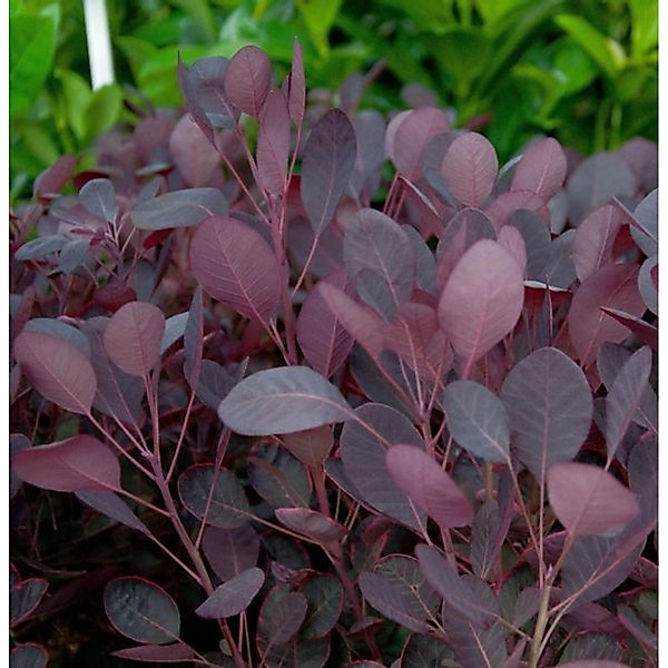 Perückenstrauch Lilla 60-80cm - Cotinus coggygria günstig online kaufen