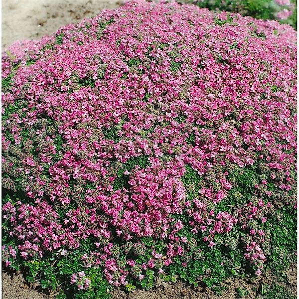 Thymus Praecox Minor Teppich-Thymian Aromatisch Ca. 9x9 cm Topf günstig online kaufen