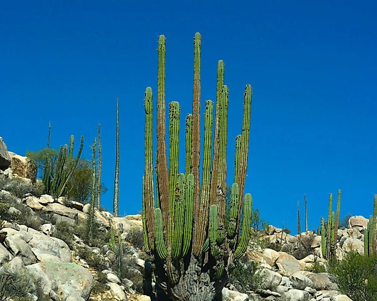 Fototapete "Langer Kaktus" 4,00x2,50 m / Strukturvlies Klassik günstig online kaufen