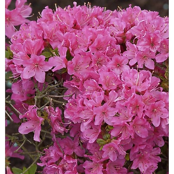 Japanische Azalee Diamant Rosa 15-20cm - Rhododendron obtusum - Zwerg Alpen günstig online kaufen