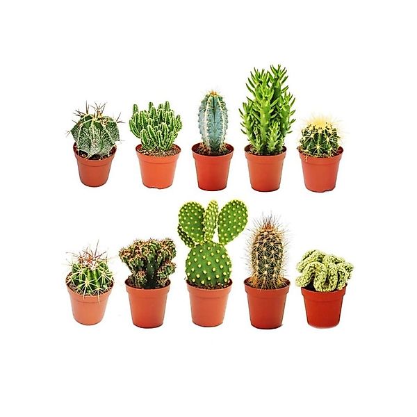 Exotenherz Kaktus 10 verschiedene Kakteen 5,5cm Topf im Set günstig online kaufen