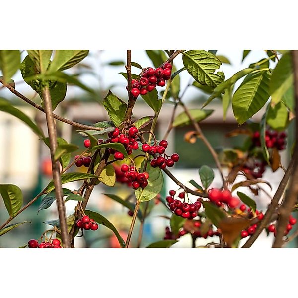 Cotoneaster Watereri Pendulus Zierstrauch Hängend 100–125 cm günstig online kaufen