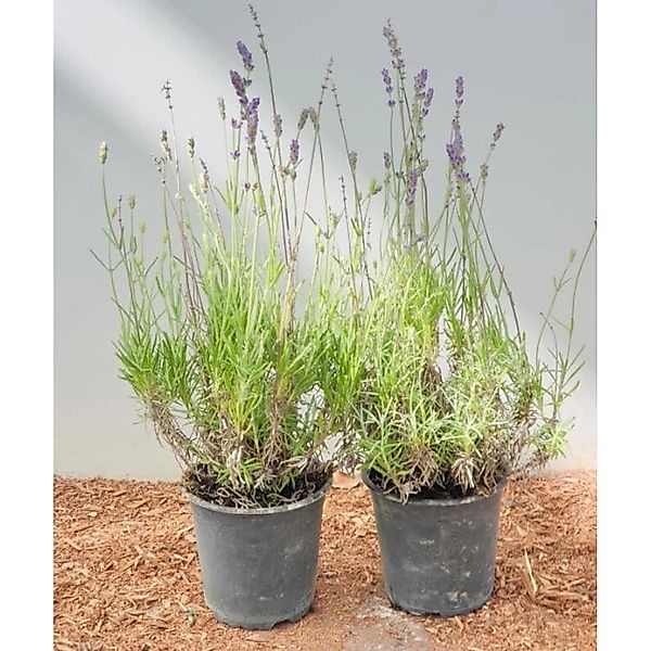 Lavandula Angustifolia Echter Lavendel 'Hidcote Blue' Ca. 9x9 cm Topf günstig online kaufen