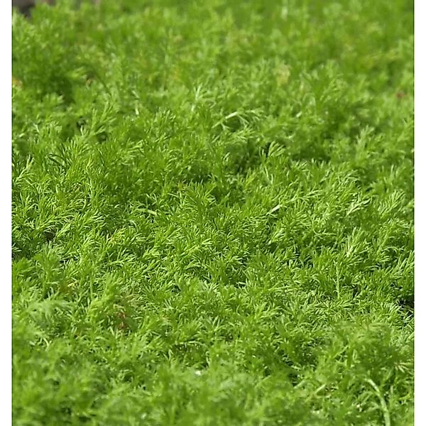 Römische Kamille Treneague - Chamaemelum nobile günstig online kaufen