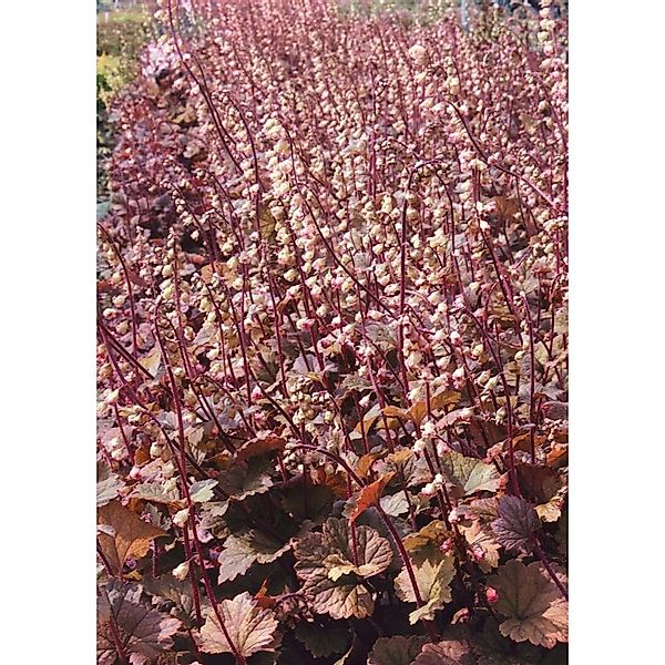 Tellima Grandiflora Purpurteppich Falsche Alraunwurzel Ca. 9x9 cm Topf günstig online kaufen