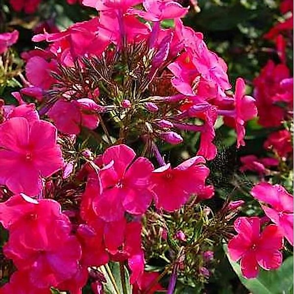 Hohe Flammenblume Aida - Phlox paniculata günstig online kaufen