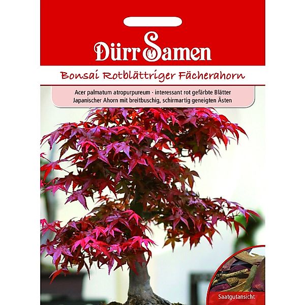 Dürr Samen Bonsai-Samen Rotblättriger Fächerahorn Saatgut günstig online kaufen