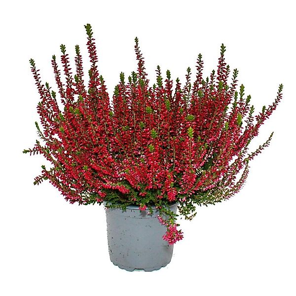 Exotenherz Calluna Vulgaris Set mit 6 Pflanzen Besenheide Heidepflanze Wint günstig online kaufen