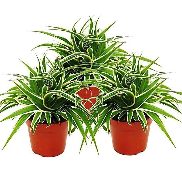 Exotenherz Zimmerpflanze Chlorophytum 12cm, 3er Set, Grünlilie günstig online kaufen