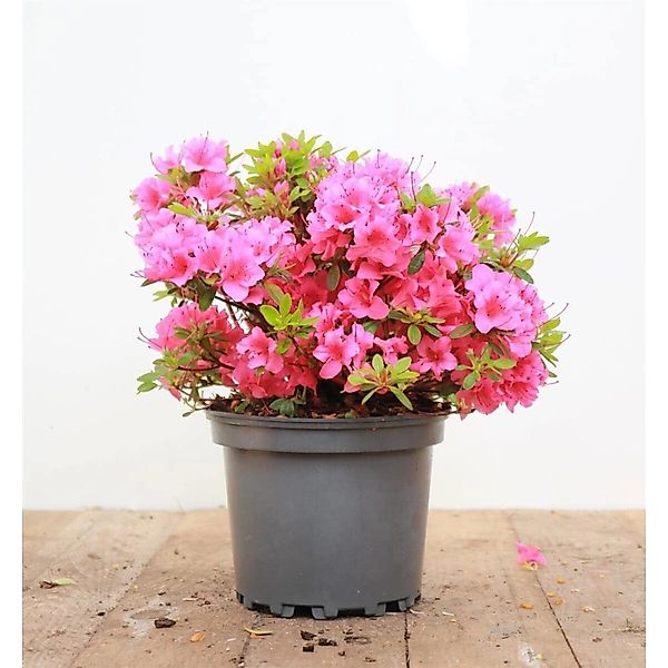 Rhododendron Obtusum Michiko Azalee Rosa Blüten 20–25 cm günstig online kaufen