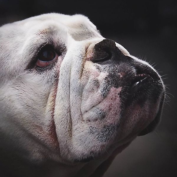 Wandkraft | Wanddekoration Bulldogge günstig online kaufen