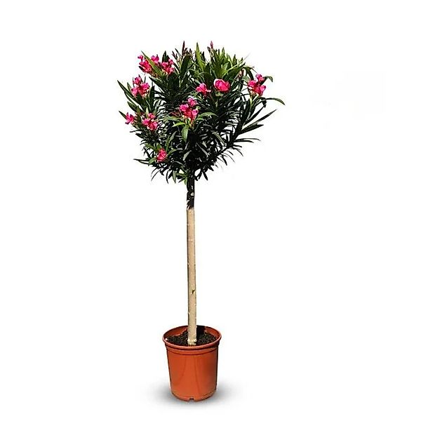 Sunny-Tree Oleander auf Stamm Farbe Rot Nerium Oleander Höhe 140-160 cm Pfl günstig online kaufen