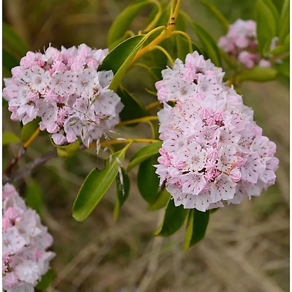 Großer Berglorbeer 30-40cm - Kalmia,atifolia günstig online kaufen