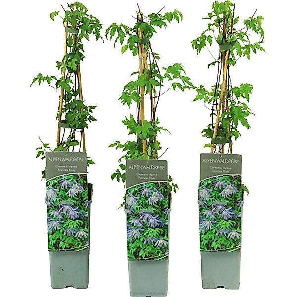 Alpen-Waldrebe Frances Rivis Höhe ca. 40 - 60 cm Topf ca. 2 l Clematis alpi günstig online kaufen
