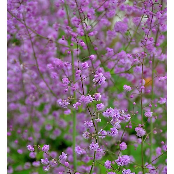 Chinesische Wiesenraute Splendid - Thalictrum delavayi günstig online kaufen