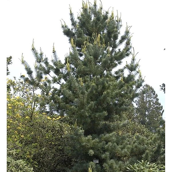 Mädchenkiefer Tempelhof 50-60cm - Pinus parviflora günstig online kaufen
