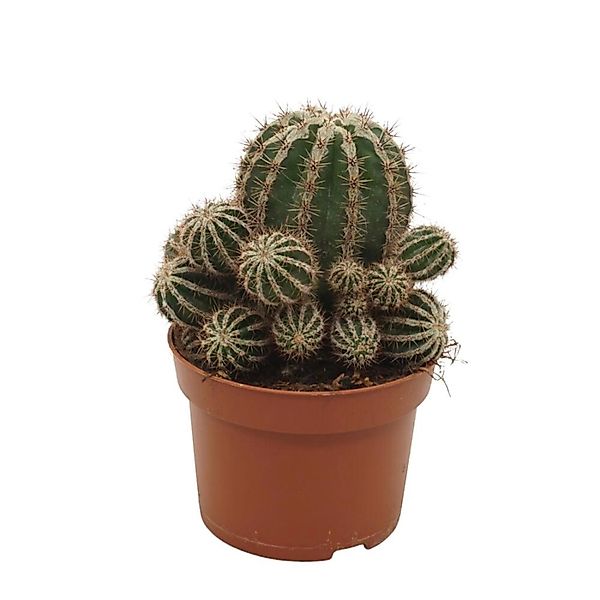 Exotenherz Bauernkaktus Echinopsis Haku Jo Maru 10,5cm Topf Pflegeleichte Z günstig online kaufen