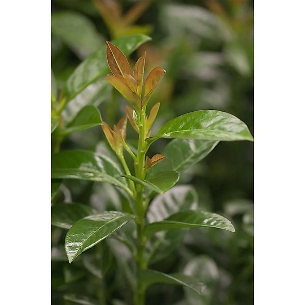 Prunus,aurocerasus 'Kleopatra' -R- 60-80 cm günstig online kaufen