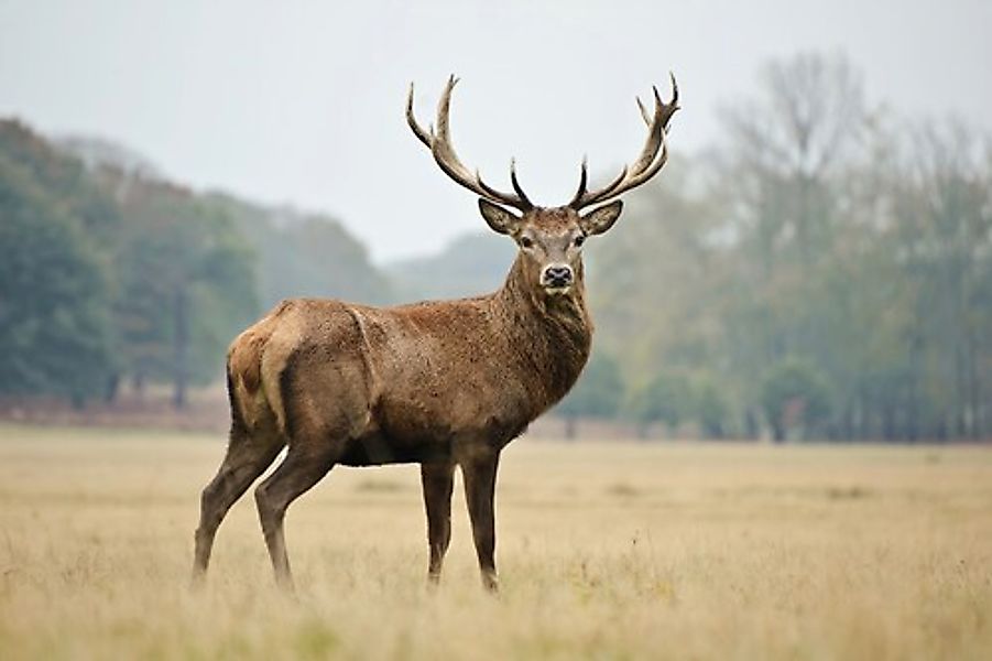 Papermoon Fototapete »HIRSCH-NATUR LANDSCHAFT WILD TIERE WALD BÄUME PFERDE« günstig online kaufen