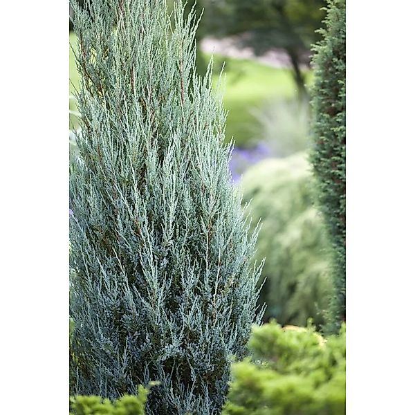 Juniperus Scopulorum Blue Arrow Säulenwacholder Blaugrün 60–80 cm günstig online kaufen