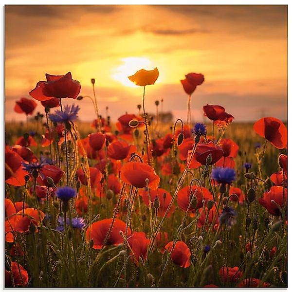 Artland Glasbild »Mohnblumen im Abendlicht« 1 Stk. tlg. in verschiedenen Gr günstig online kaufen