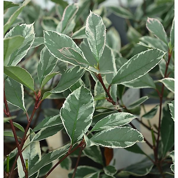 Hochstamm Glanzmispel Louise 80-100cm - Photinia fraseri günstig online kaufen