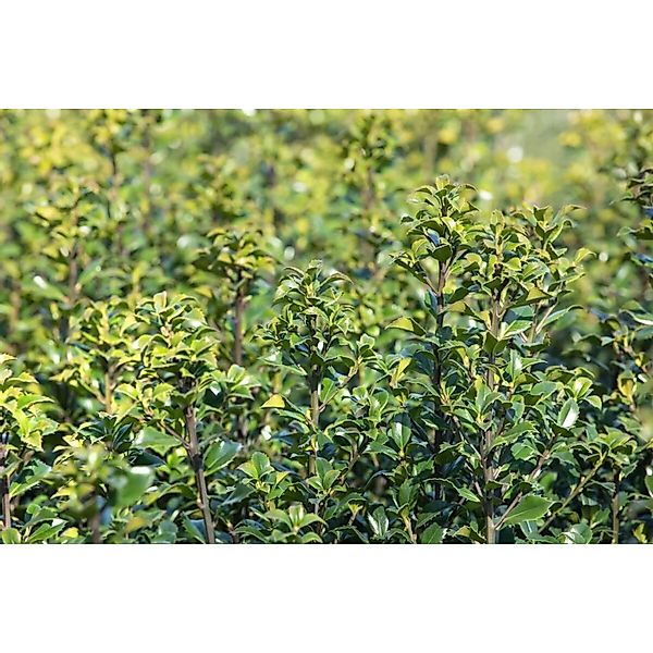 Ilex meserveae 'Heckenstar' -S- 100-125 cm günstig online kaufen