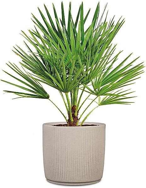 Scheurich Pflanzkübel dickwandiger Topf aus hochwertigem Kunststoff, verein günstig online kaufen