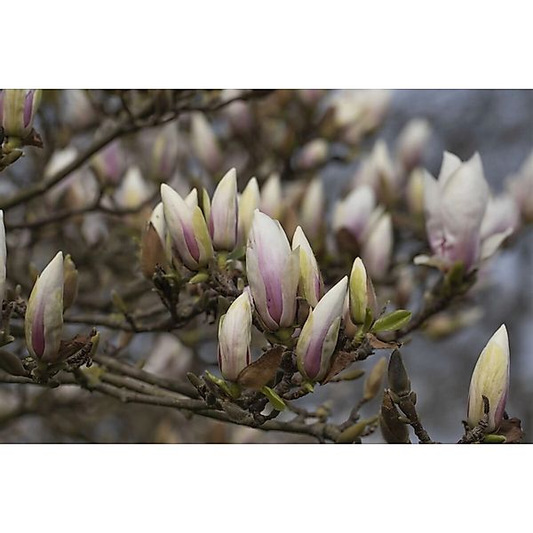 Magnolia Soulangiana Alba Superba Weiß 100–120 cm günstig online kaufen