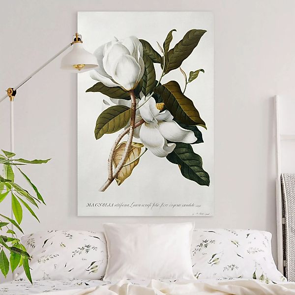 Leinwandbild Blumen - Hochformat Georg Dionysius Ehret - Magnolie günstig online kaufen