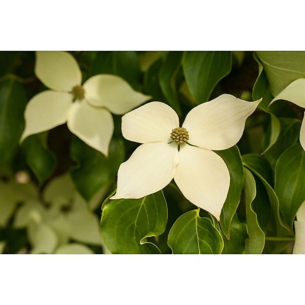 Cornus Kousa Chinensis Claudia Chinesischer Blumen-Hartriegel 80–100 cm günstig online kaufen