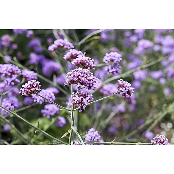 Verbena Bonariensis Lollipop Patagonisches Eisenkraut Ca. 9x9 cm Topf günstig online kaufen