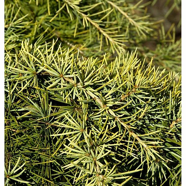 Himalaya Zeder Golden Horizon 80-100cm - Cedrus deodara günstig online kaufen
