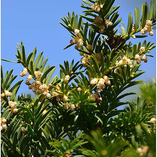 Nesteibe Nidiformis 40-50cm - Taxus media günstig online kaufen