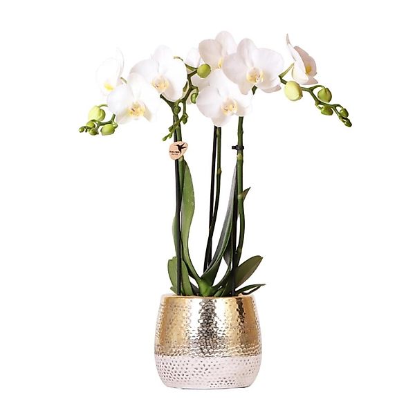 Exotenherz Zimmerpflanze Weiße Phalaenopsis Orchidee Amabilis + Elite Topf günstig online kaufen