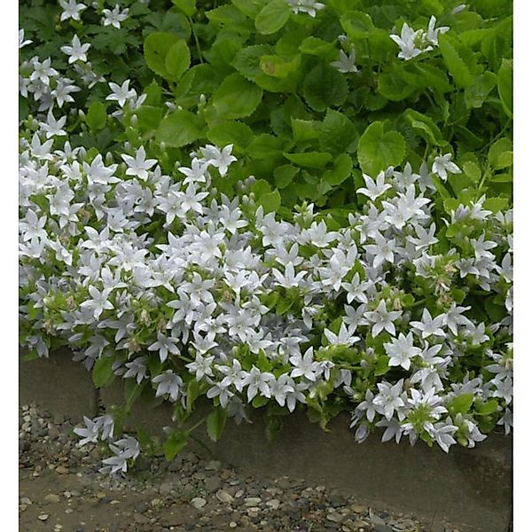 Glockenblume E.H. Frost - Campanula poscharskyana günstig online kaufen